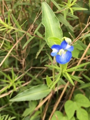 Commelina tuberosa