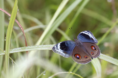 Junonia artaxia