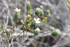 Adenandra gummifera