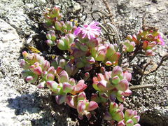 Oscularia vredenburgensis