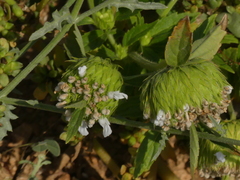 Leucas cephalotes
