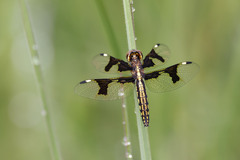 Palpopleura