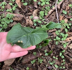 Arum maculatum