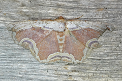 Sabulodes ornatissima