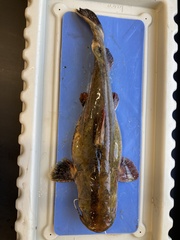 Pylodictis olivaris