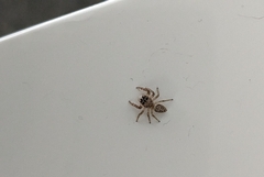 Opisthoncus polyphemus