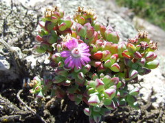 Oscularia vredenburgensis