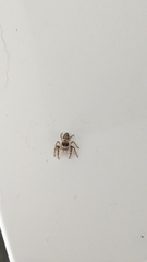 Opisthoncus polyphemus