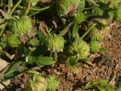 Leucas cephalotes
