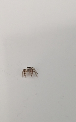 Opisthoncus polyphemus