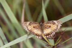 Byblia anvatara