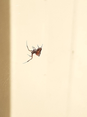 Philoponella congregabilis