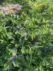 Rhamphospermum nigrum