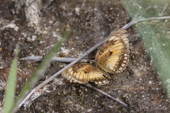 Byblia anvatara