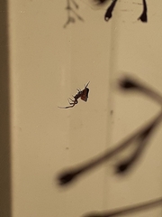 Philoponella congregabilis