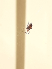 Philoponella congregabilis