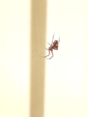 Philoponella congregabilis