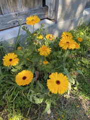 Calendula
