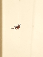 Philoponella congregabilis