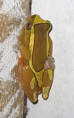 Dendropsophus elegans