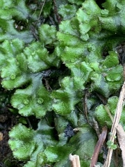 Marchantia polymorpha polymorpha