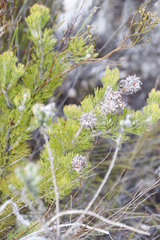 Paranomus abrotanifolius