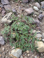 Phacelia ramosissima