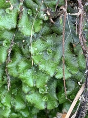 Marchantia polymorpha polymorpha