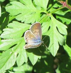 Leptotes marina