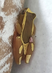 Dendropsophus elegans