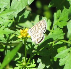 Leptotes marina