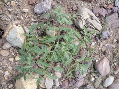 Phacelia ramosissima