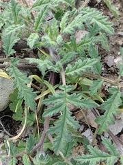 Phacelia ramosissima