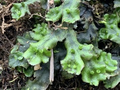 Marchantia polymorpha polymorpha