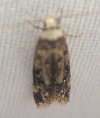 Endrosis sarcitrella
