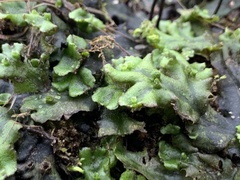 Marchantia polymorpha polymorpha