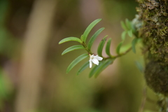 Angraecum pectinatum image