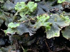 Marchantia polymorpha polymorpha