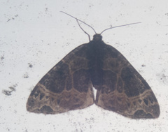 Ecliptopera silaceata