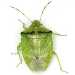 Thyanta maculata