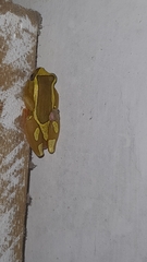 Dendropsophus elegans