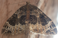 Ecliptopera silaceata