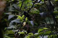 Chiroxiphia linearis