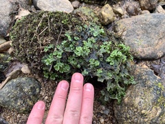 Marchantia polymorpha polymorpha