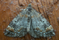 Dysstroma hersiliata