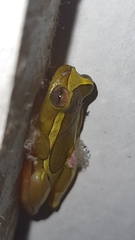 Dendropsophus elegans