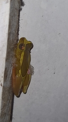 Dendropsophus elegans