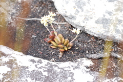 Crassula pubescens