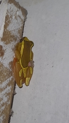 Dendropsophus elegans