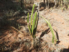 Sansevieria cylindrica